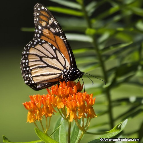 asclepias_tuberous_with_monarch_1